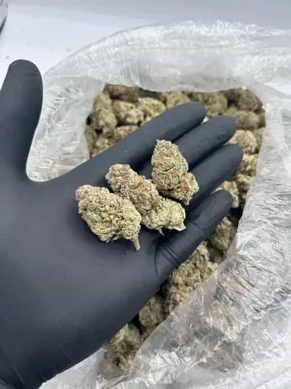 Green Slime THCa Flower – Premium Sativa (30.62%)