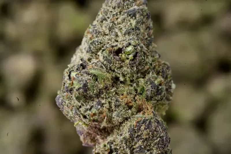 Purple Ice THCa Flower – Premium Sativa (27.03%)