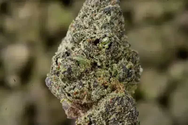 Purple Ice THCa Flower  Premium Sativa (27.03%)