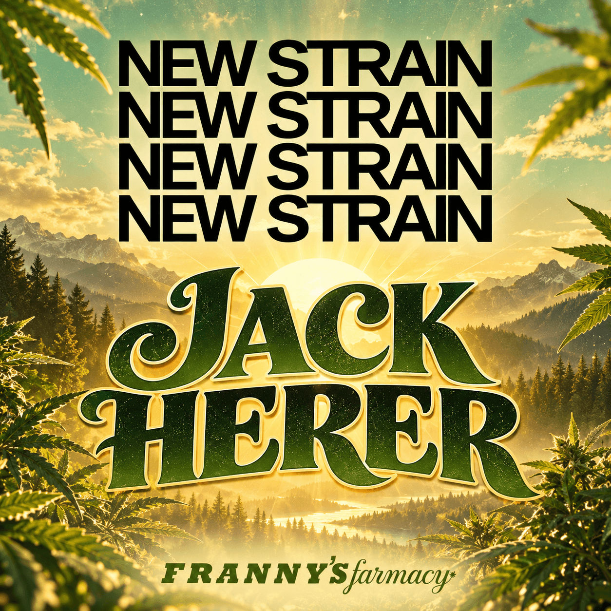 Jack Herer THCa Flower (Premium)