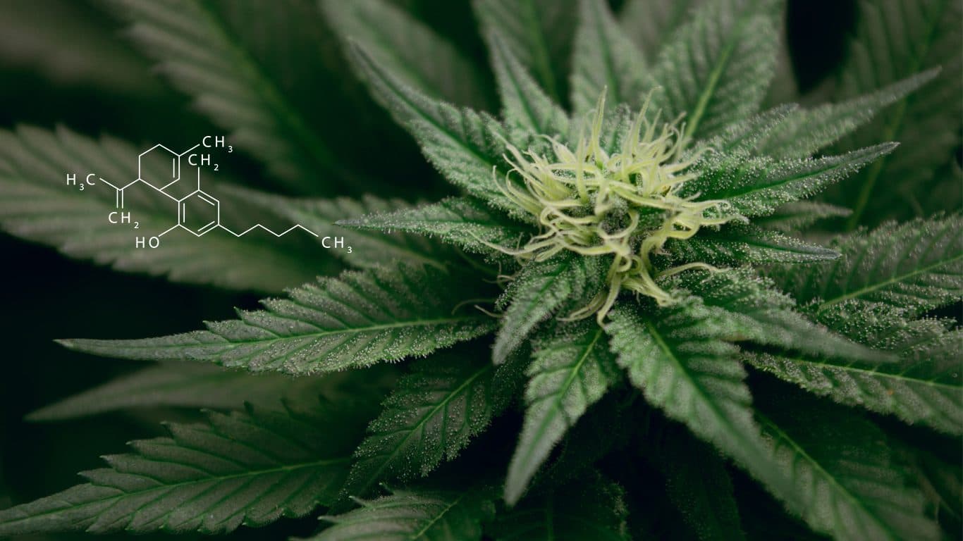 Intro to CBD