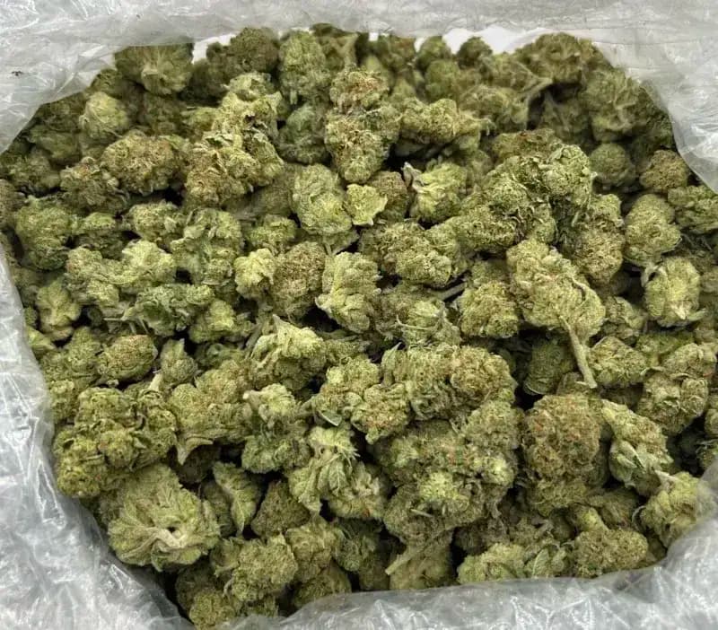 Alien OG THCa Flower Premium Hybrid (33.36%) image 4