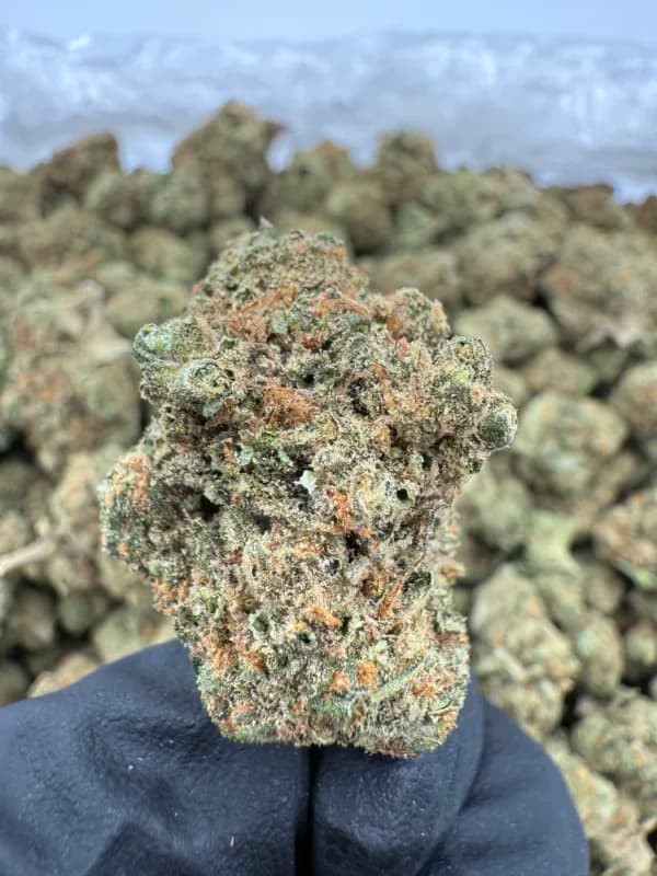 Durban Poison THCa Flower – Classic Sativa (28%) image 3