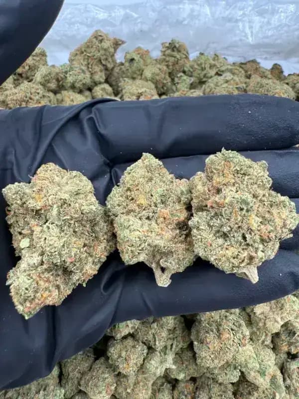 Durban Poison THCa Flower – Classic Sativa (28%)