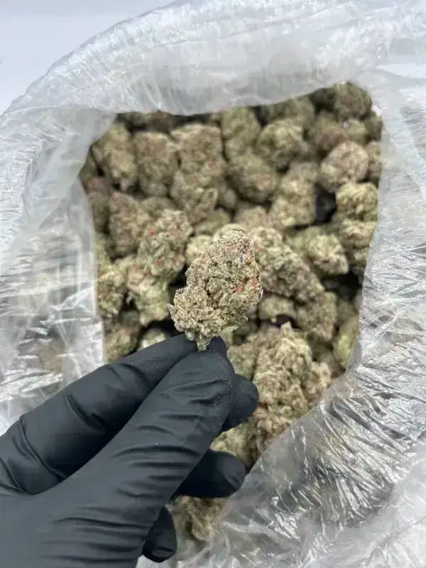 Green Slime THCa Flower – Premium Sativa (30.62%) image 2