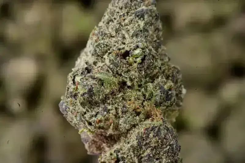 Purple Ice THCa Flower  Premium Sativa (27.03%) image 2