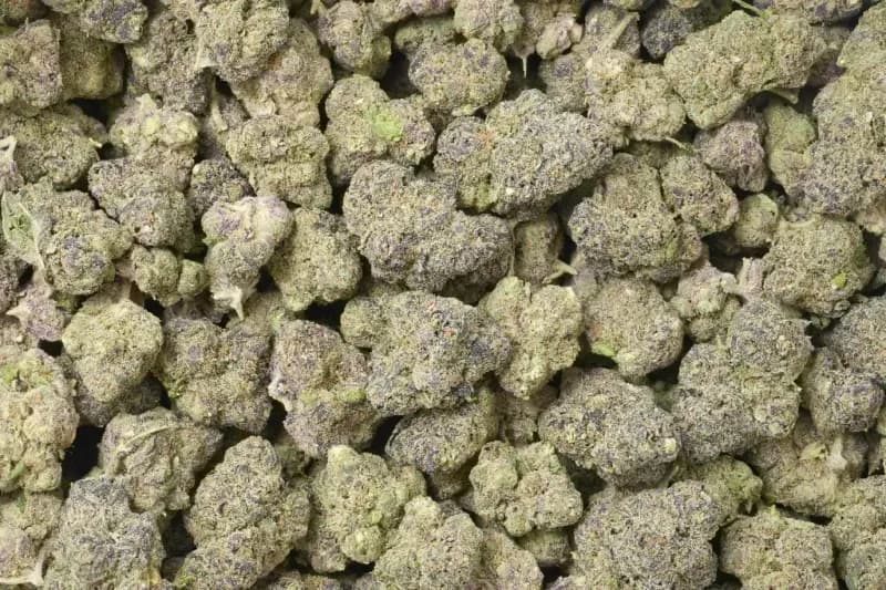 Purple Ice THCa Flower – Premium Sativa (27.03%) image 3