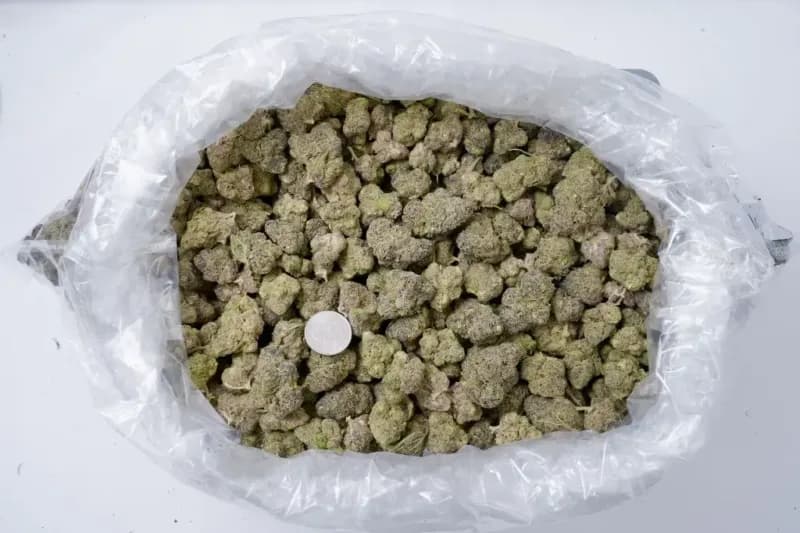 Purple Ice THCa Flower – Premium Sativa (27.03%) image 4