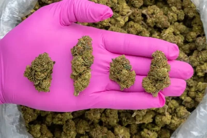 Runtz Punch (Indica  22.3%) image 3