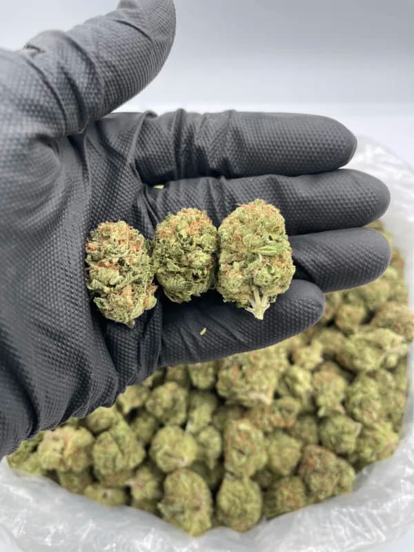 Sour Diesel THCa Flower – Classic Sativa (31.44%) image 4