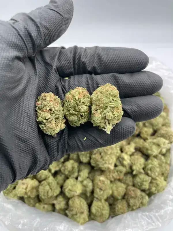 Sour Diesel THCa Flower – Classic Sativa (31.44%) image 4