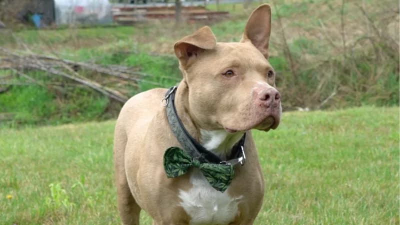 How CBD Helped My Dog – Tynesha and Boobie's Testimonial