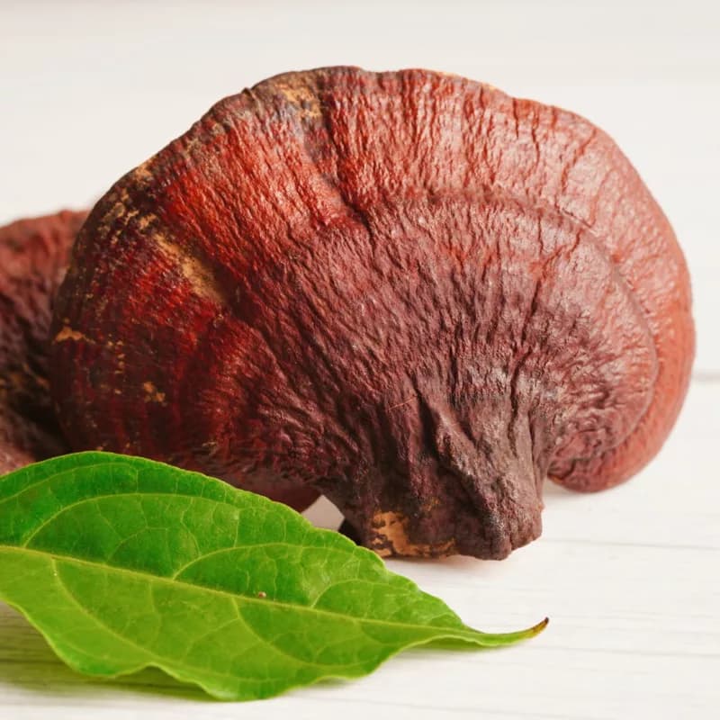 The Health Benefits of Reishi Mushrooms: A Natural Path to Wellness