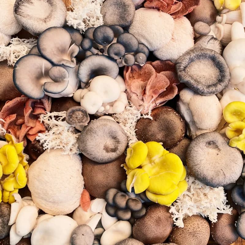 What are Functional Mushrooms? Fungi 101