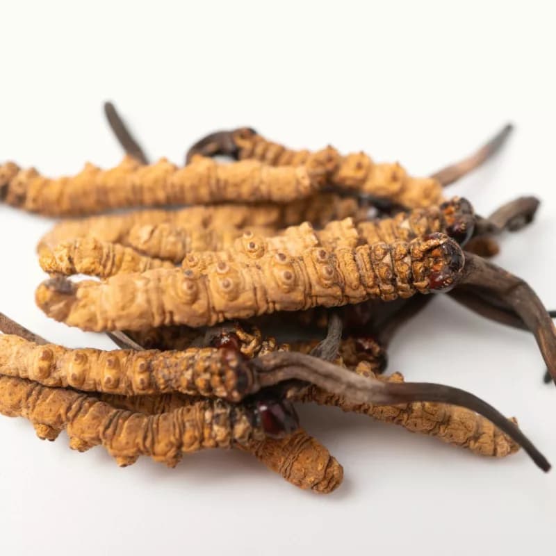 Produce Energy Naturally with Cordyceps: Inside Franny’s Vegan Multi-Mushroom Extract