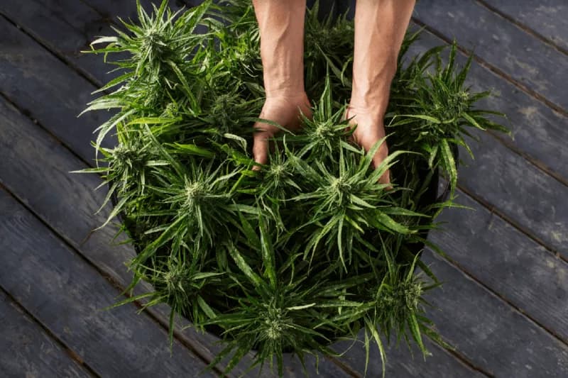The Brief and Hazy History of 420
