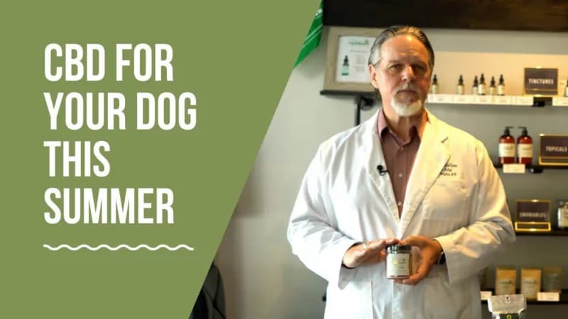 CBD For Your Dog This Summer
