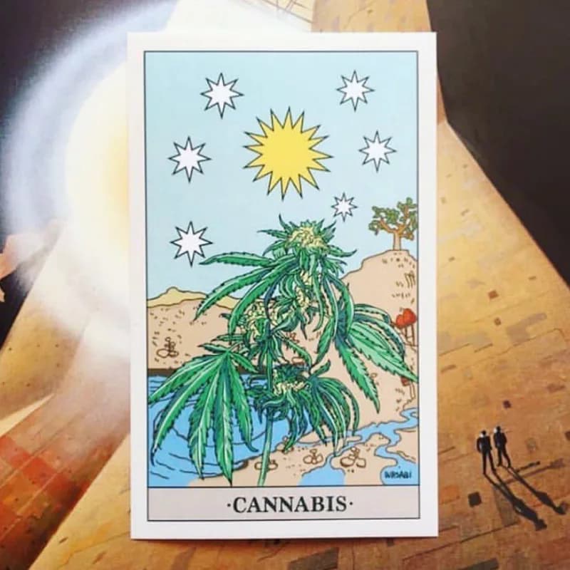 Unveiling the Potential of Cannabis-Derived CBD: Is It the Right Fit for You?