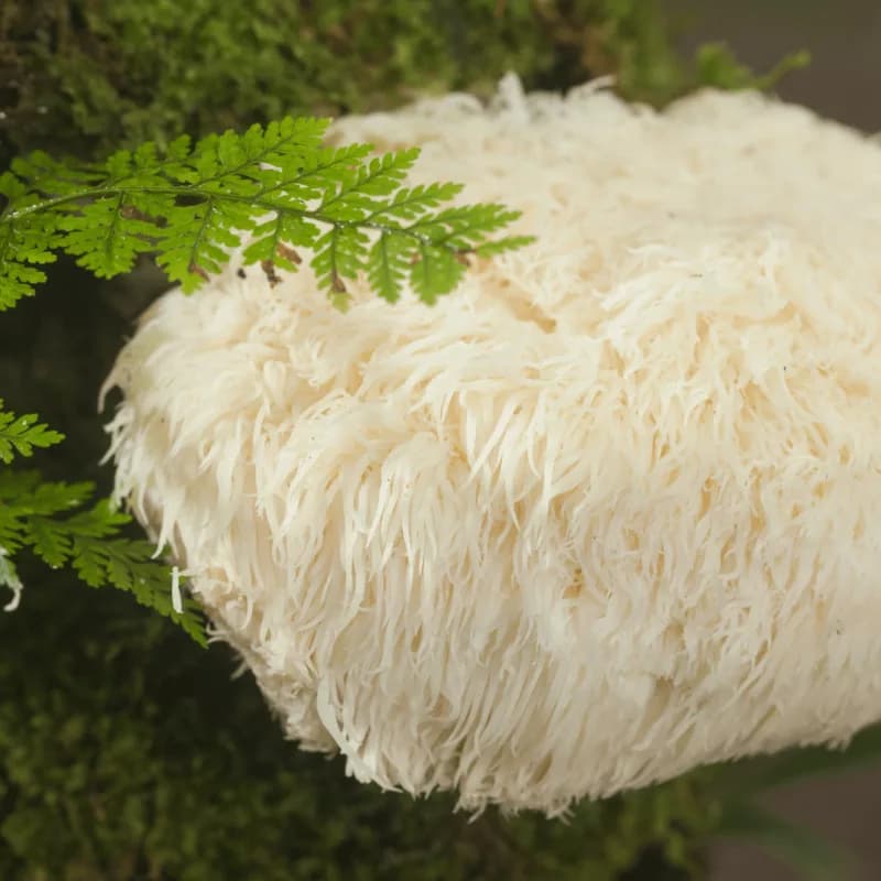 Top Benefits of Lion’s Mane: Awaken Your Cognitive Brilliance