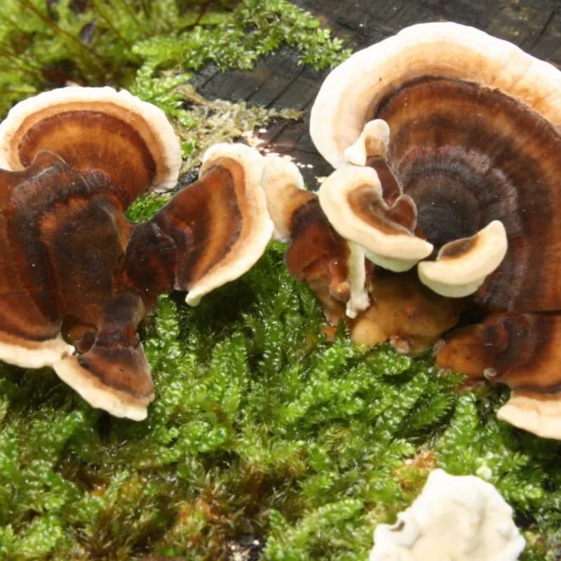 Grateful for Good Health: Unlocking the Benefits of Turkey Tail Mushrooms
