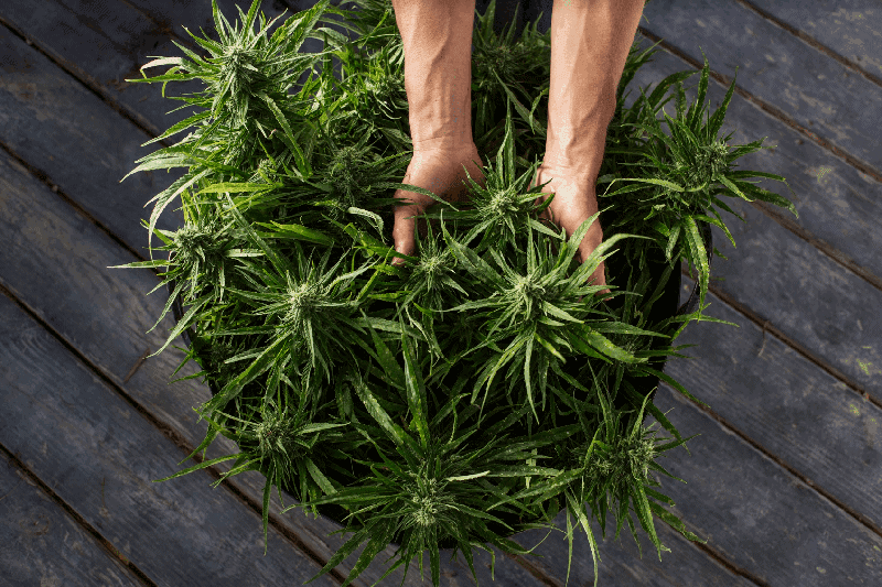 Know Your Hemp Strains: A Look at Our Cherry Wine Strain