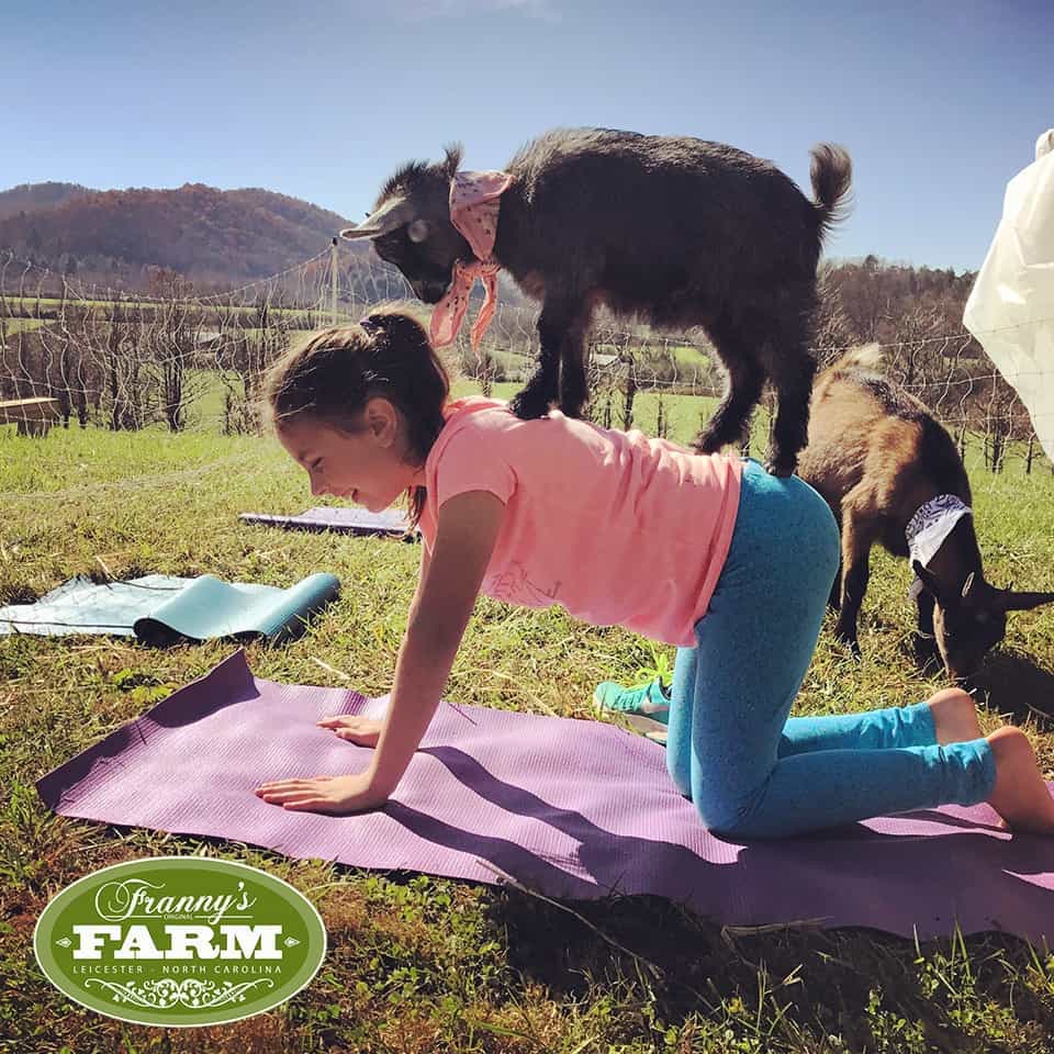 Goat Yoga on Franny's Farm