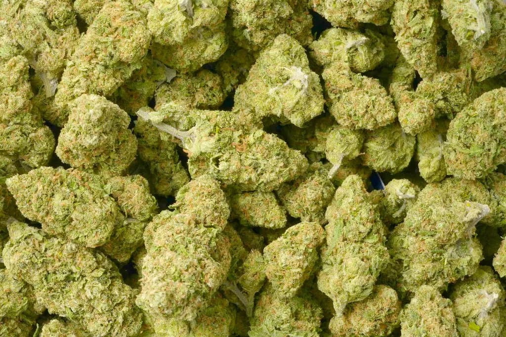 Jack Herer THCa Flower (Premium) image 4