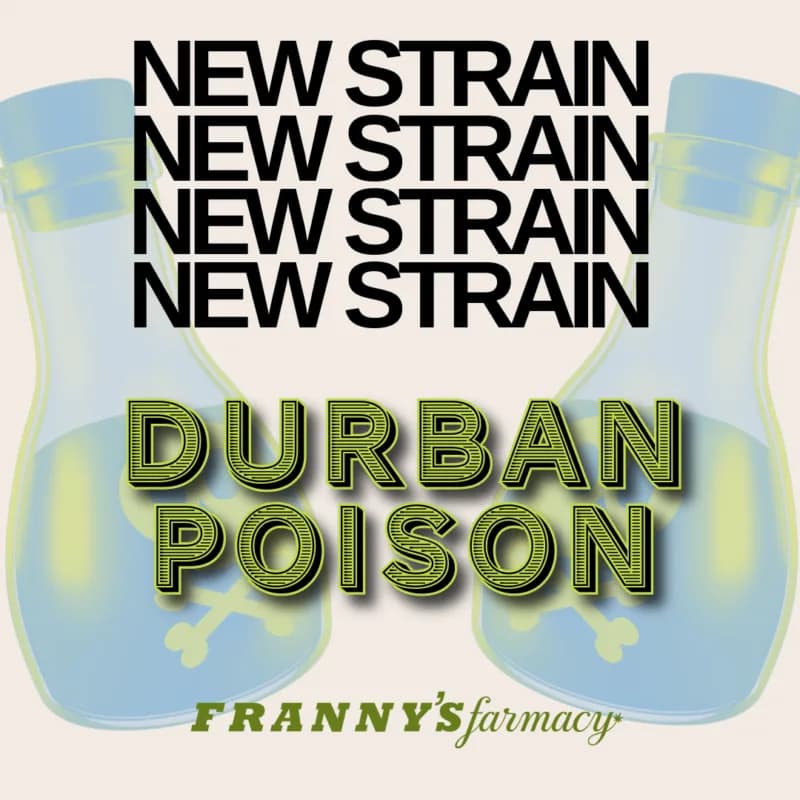 Durban Poison THCa Flower – Sativa Clásica (28%)