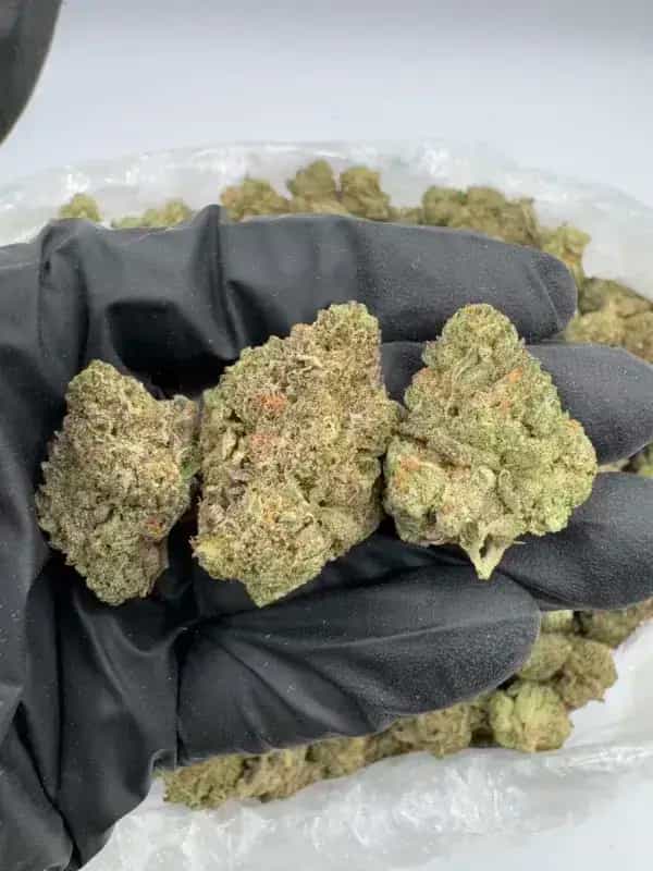 Ice Cream Cake THCa Flower Indica-Dominant Hybrid (28.04%)
