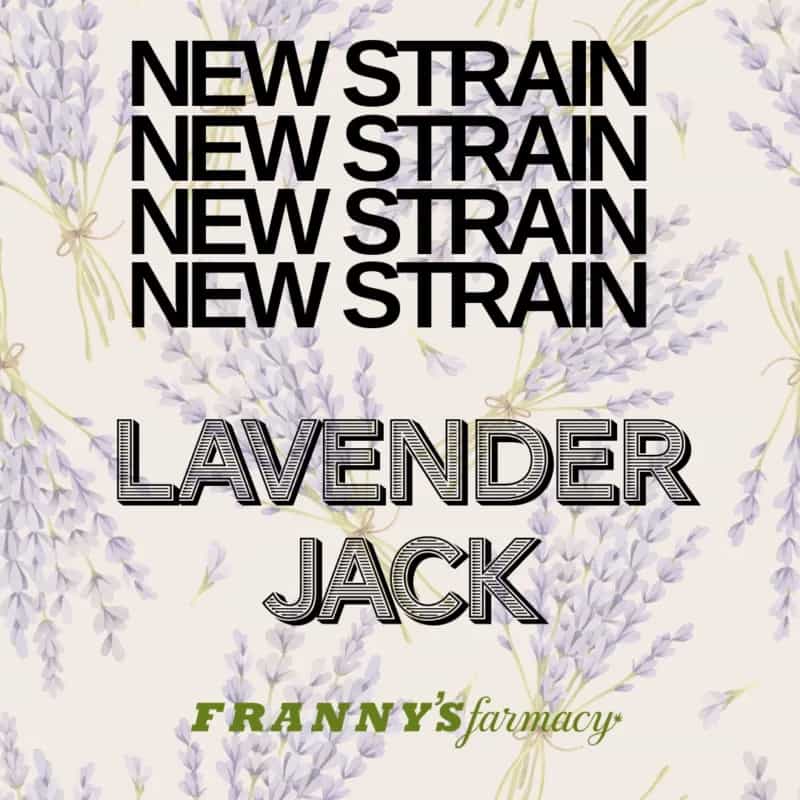 Lavender Jack THCa Flower – Premium Sativa (31.26%)