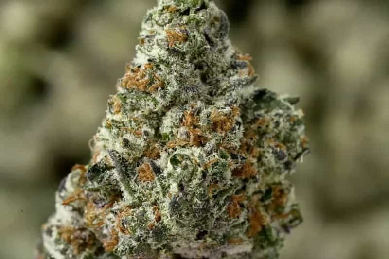 Peanut Butter Gelato THCa Flower – Indica (24.63%)