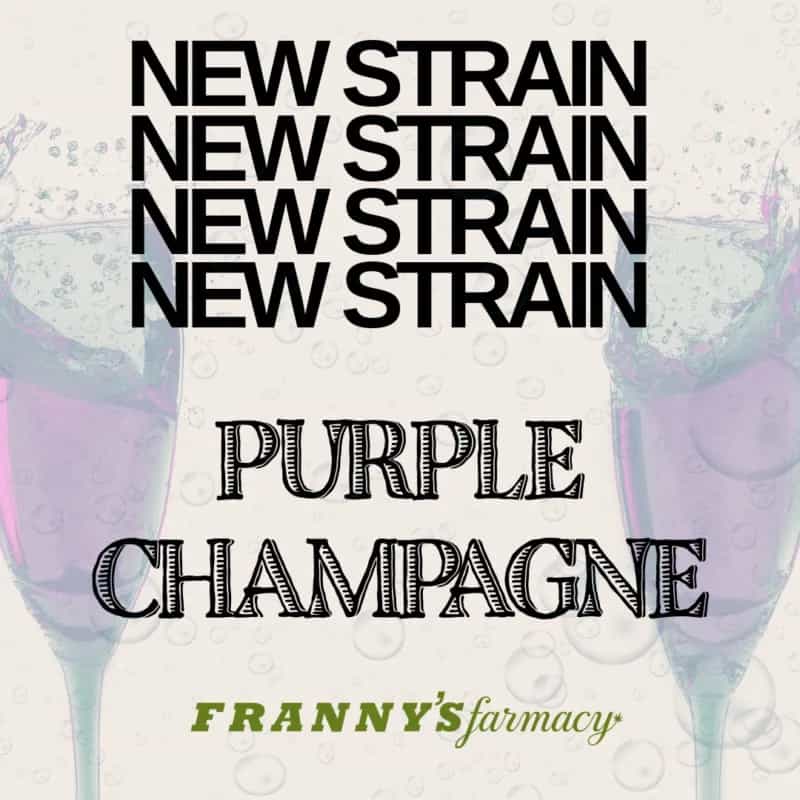 Purple Champagne (Sativa | 23.2%)