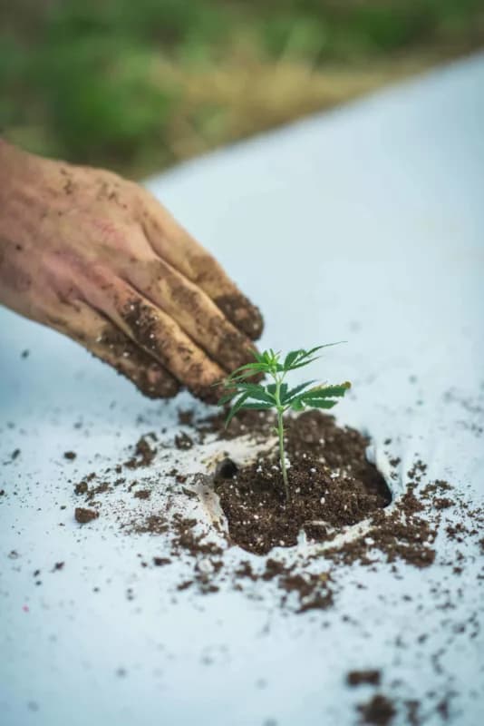 See How We Grow: Our Process from Seed to Shelf
