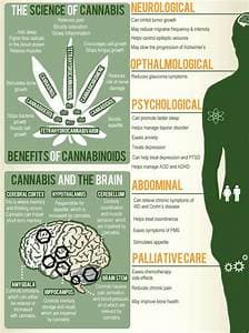 CBD: To buzz or not to buzz?