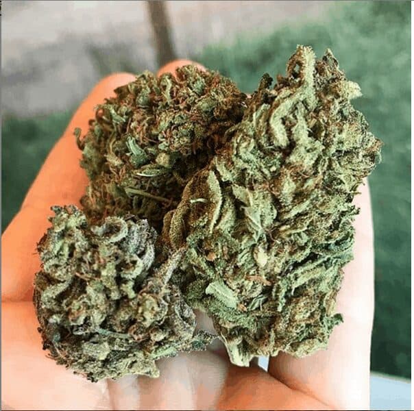 CBD Oil: What Can it Do?
